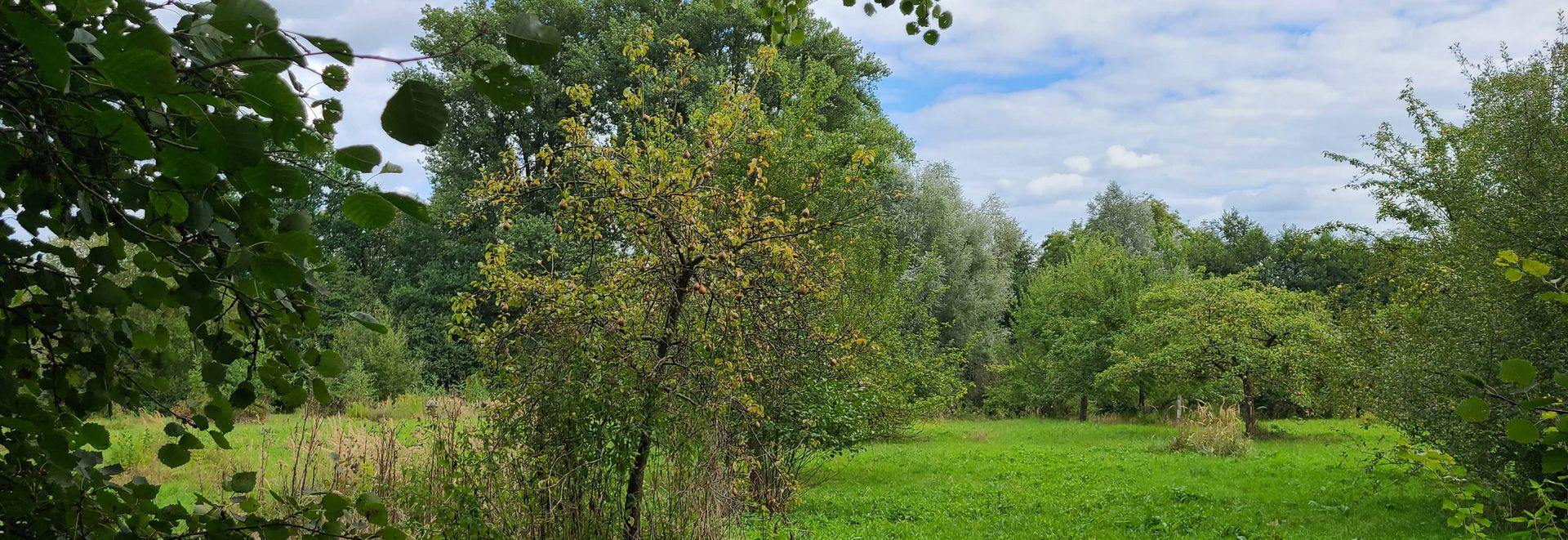 Herbst-Obstwiese